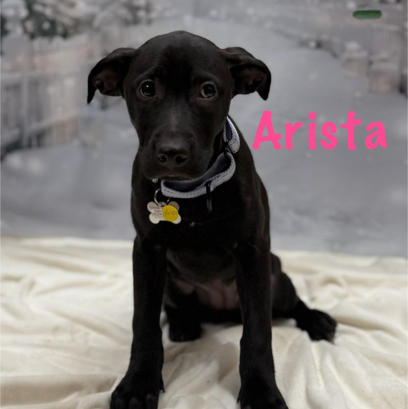 Enlarge Arista, a Adoptable mixed breed in Albany, NY image 2/6