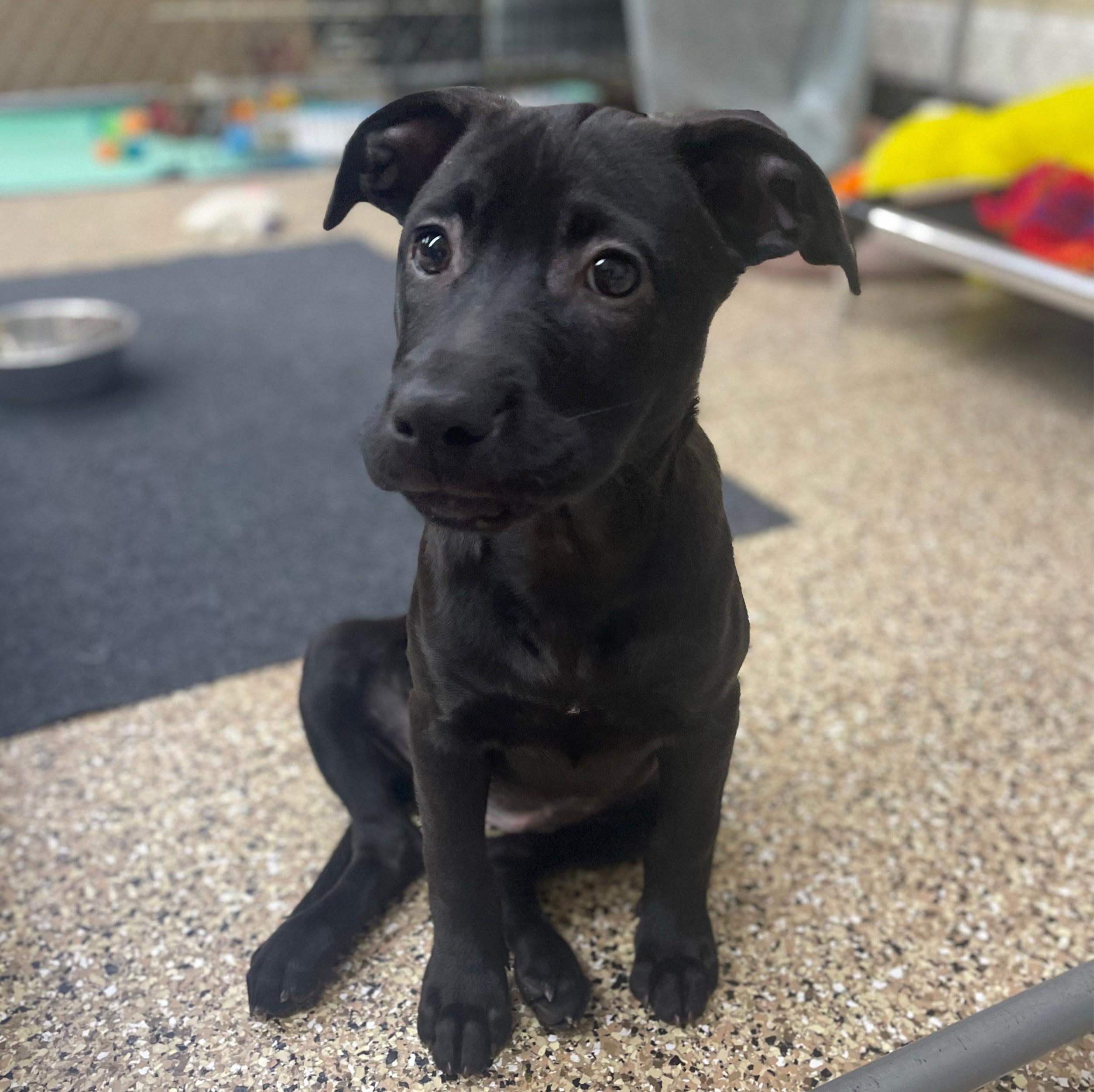 Enlarge Arista, a Adoptable mixed breed in Albany, NY image 6/6