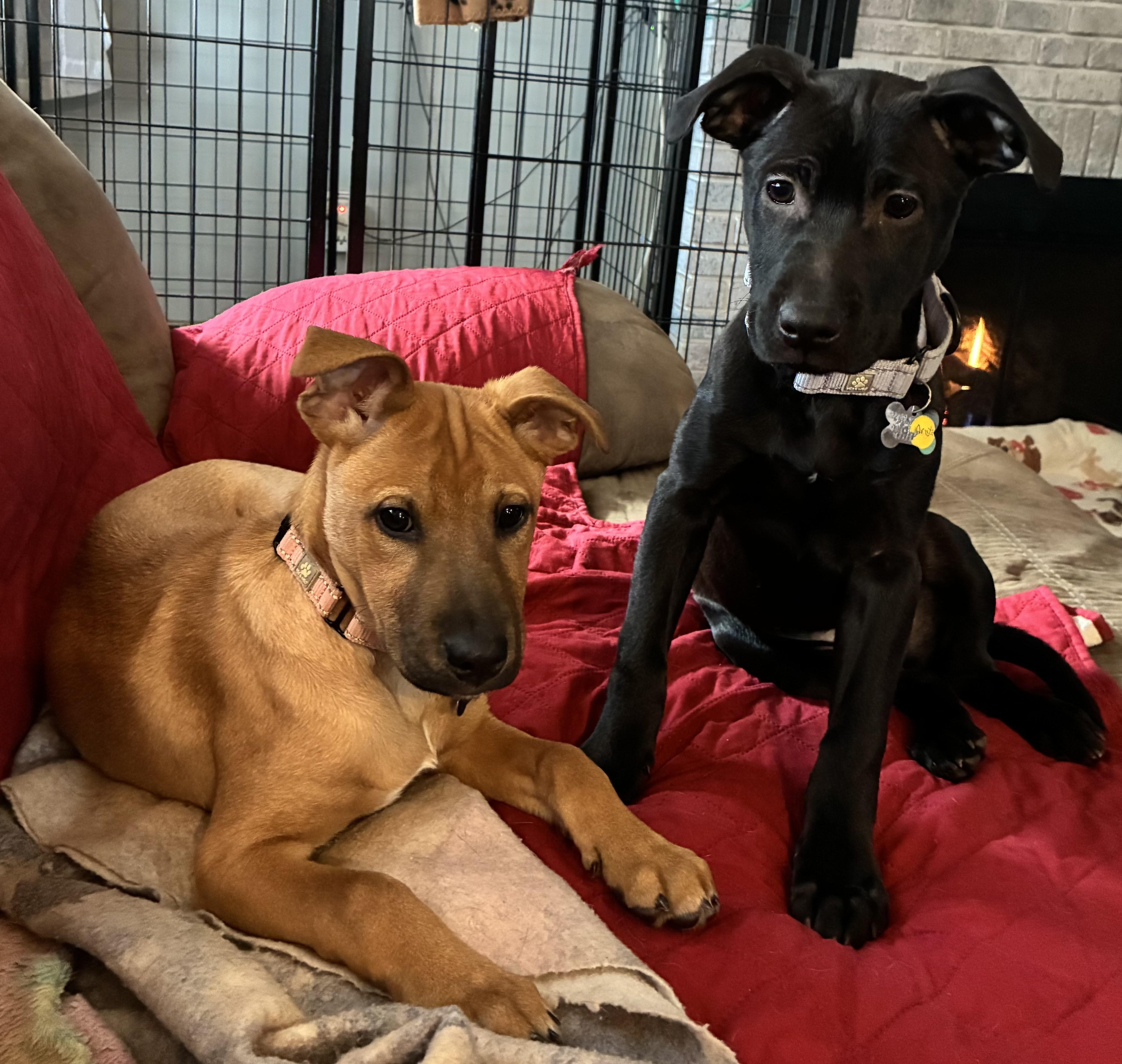 Enlarge Arista, a Adoptable mixed breed in Albany, NY image 5/6