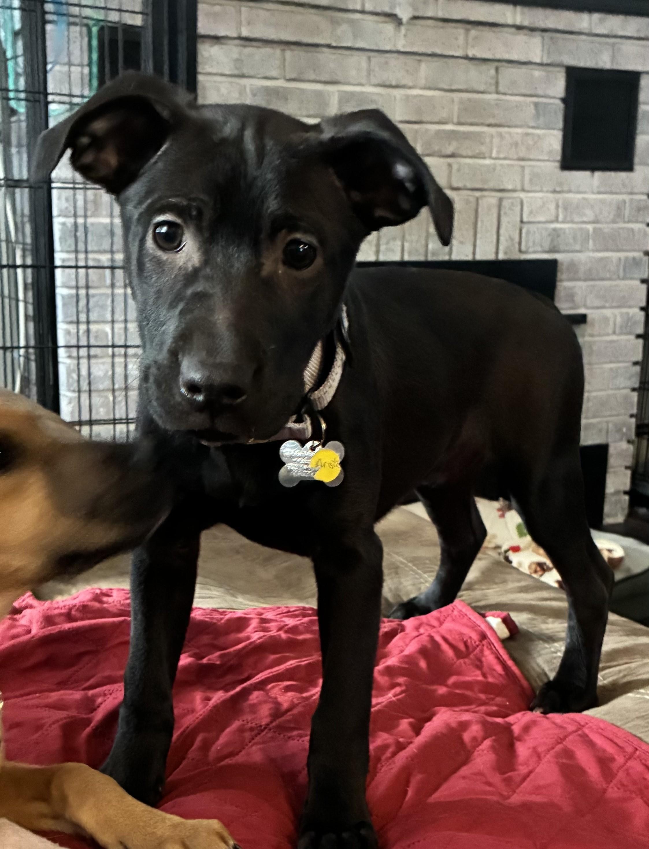 Enlarge Arista, a Adoptable mixed breed in Albany, NY image 4/6