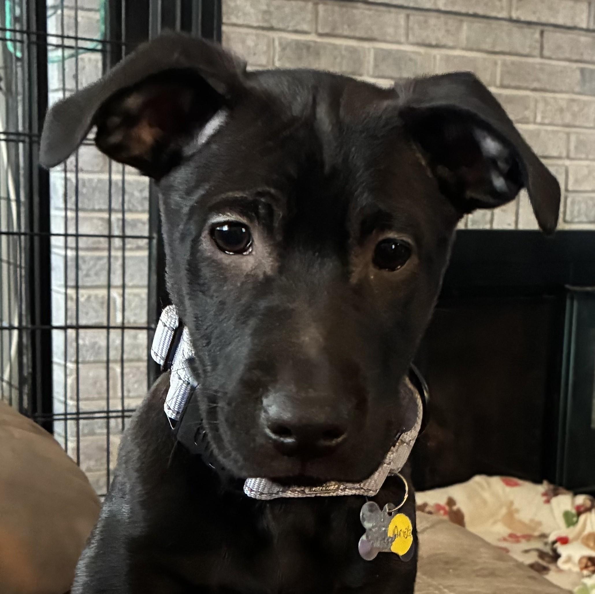 Arista, Adoptable, Puppy Female Labrador Retriever.