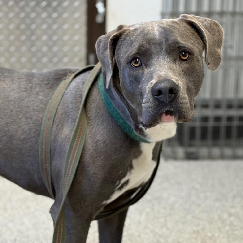 Enlarge Urek, a Adoptable Pit Bull Terrier in Durango, CO image 2/6