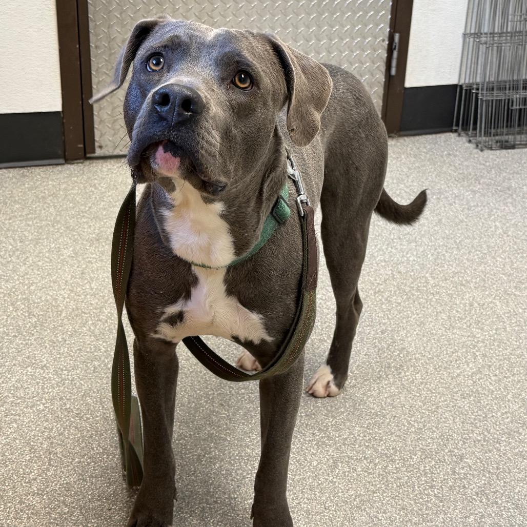Enlarge Urek, a Adoptable Pit Bull Terrier in Durango, CO image 3/6