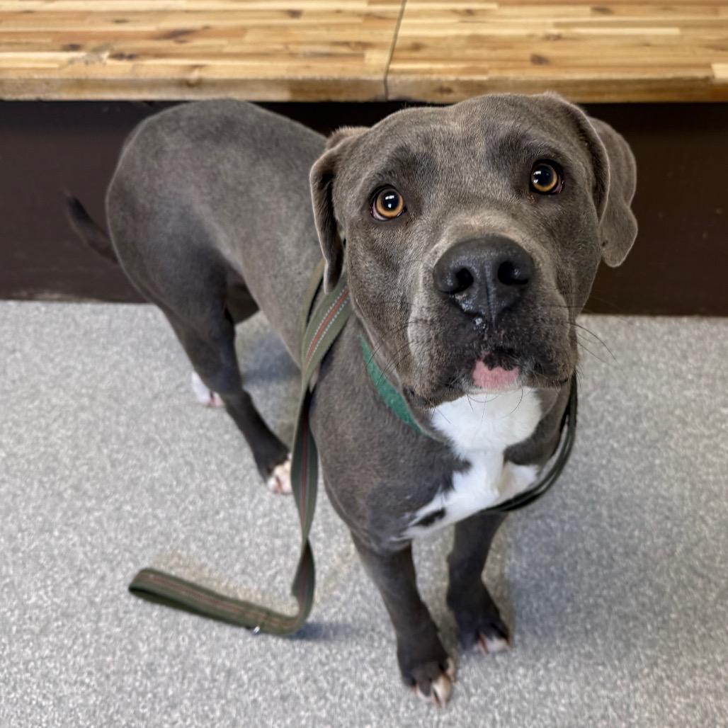 Enlarge Urek, a Adoptable Pit Bull Terrier in Durango, CO image 4/6