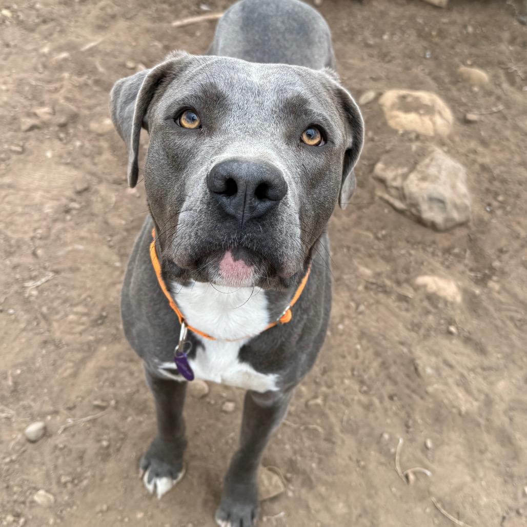Enlarge Urek, a Adoptable Pit Bull Terrier in Durango, CO image 5/6