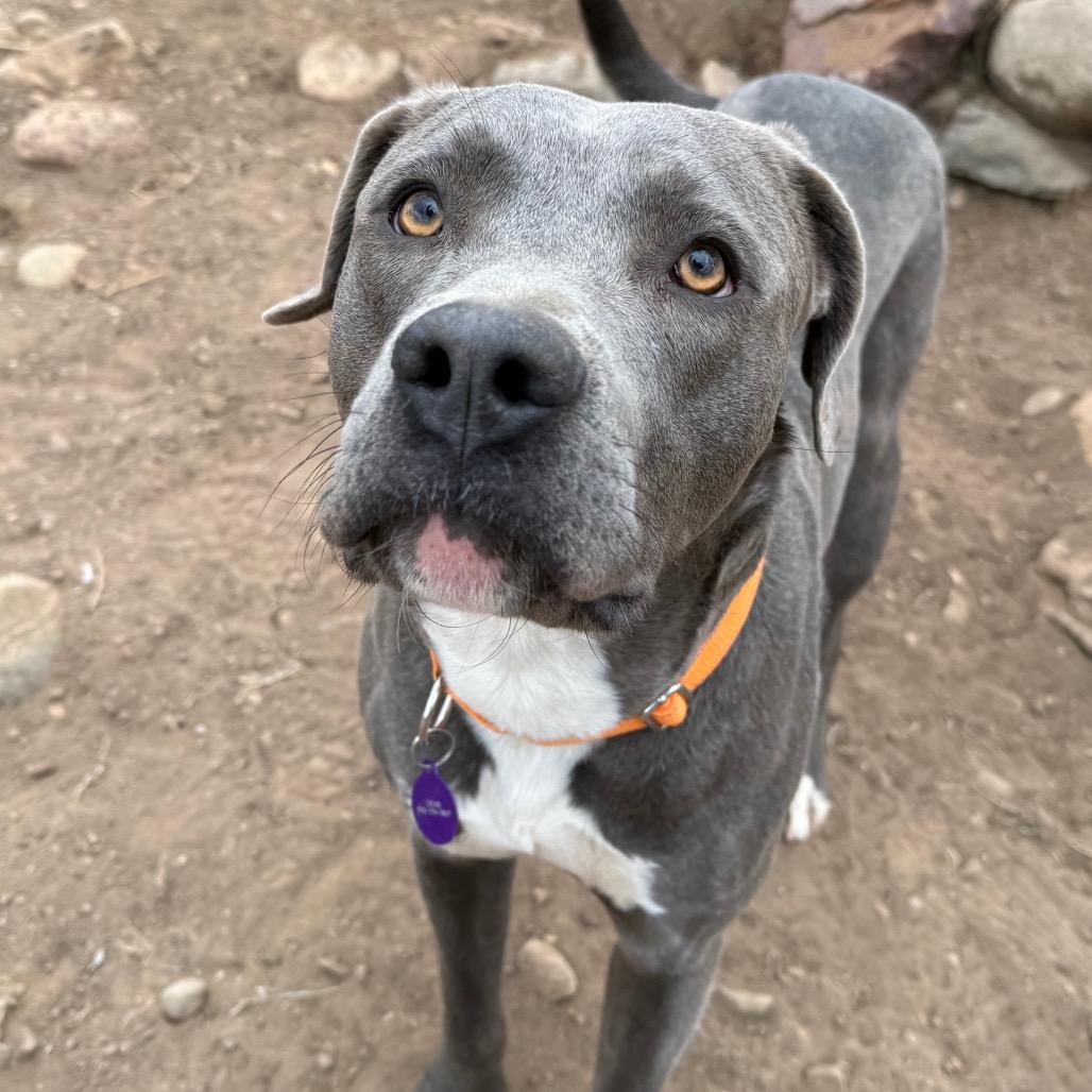 Enlarge Urek, a Adoptable Pit Bull Terrier in Durango, CO image 6/6