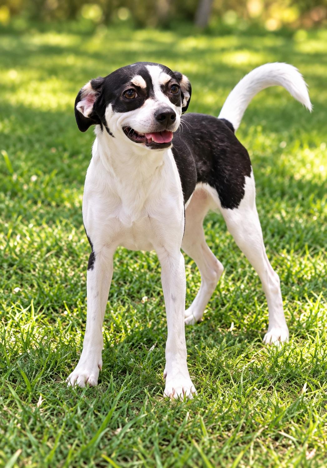 Enlarge Hiccup, a Adopted mixed breed in Winter Haven, FL image 3/3