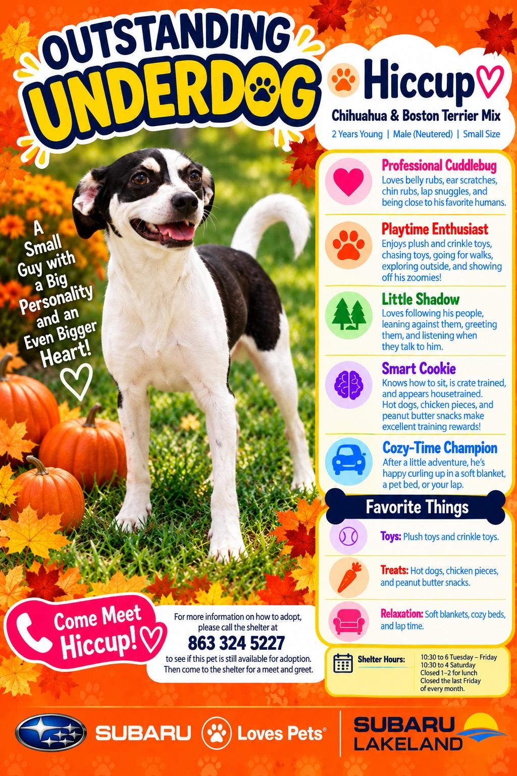 Enlarge Hiccup, a Adopted mixed breed in Winter Haven, FL image 1/3