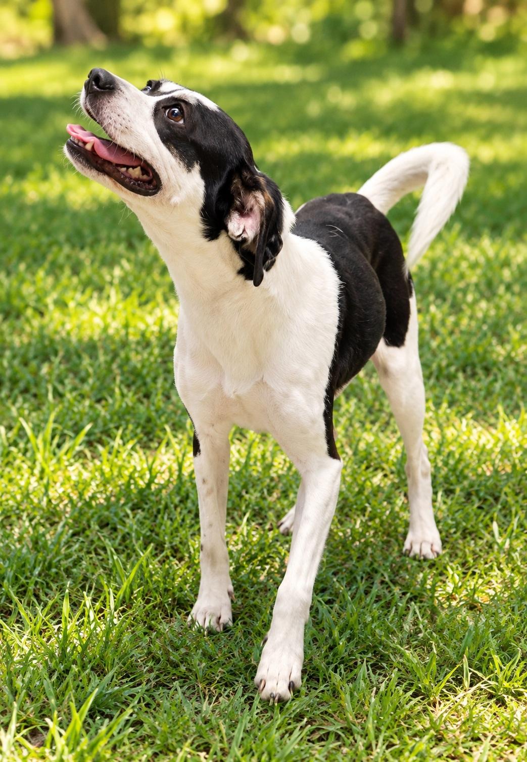 Enlarge Hiccup, a Adopted mixed breed in Winter Haven, FL image 2/3