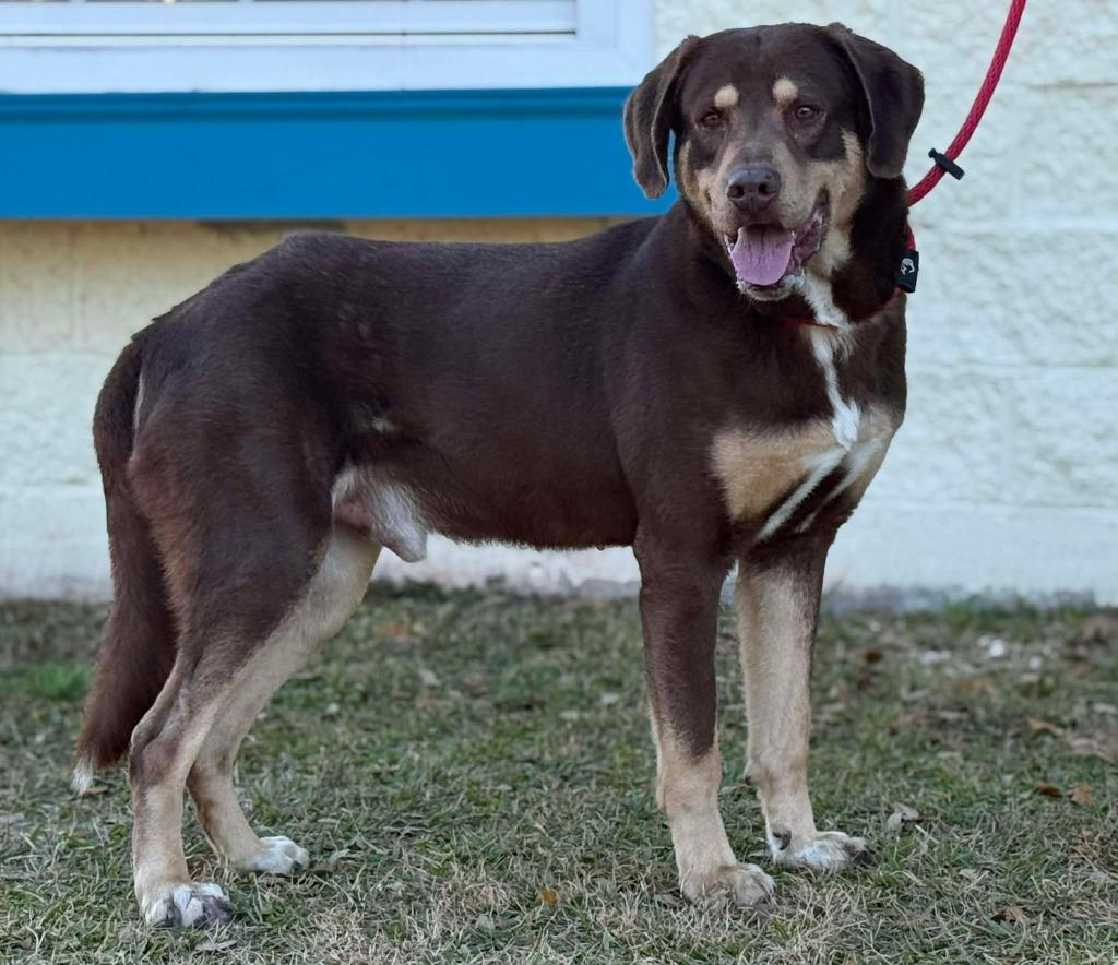 Highway Man, Adoptable, Young Male Hound & Mixed Breed.