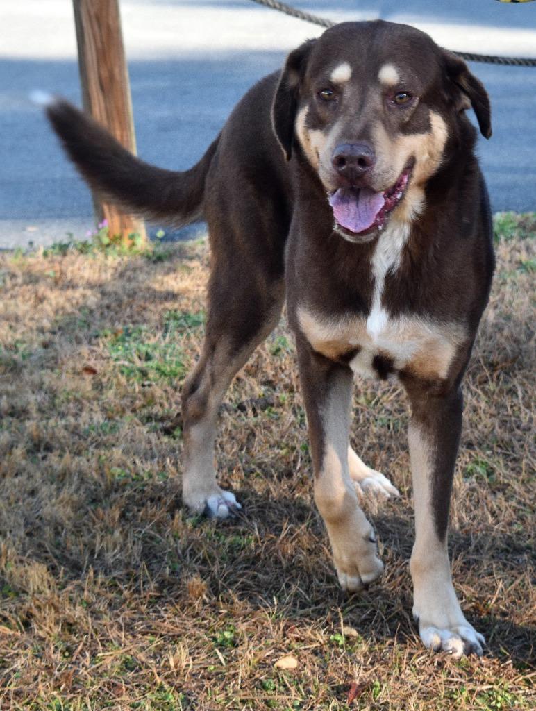 Enlarge Highway Man, a Adoptable mixed breed in Kingsland, GA image 2/4
