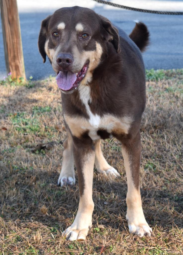 Enlarge Highway Man, a Adoptable mixed breed in Kingsland, GA image 3/4