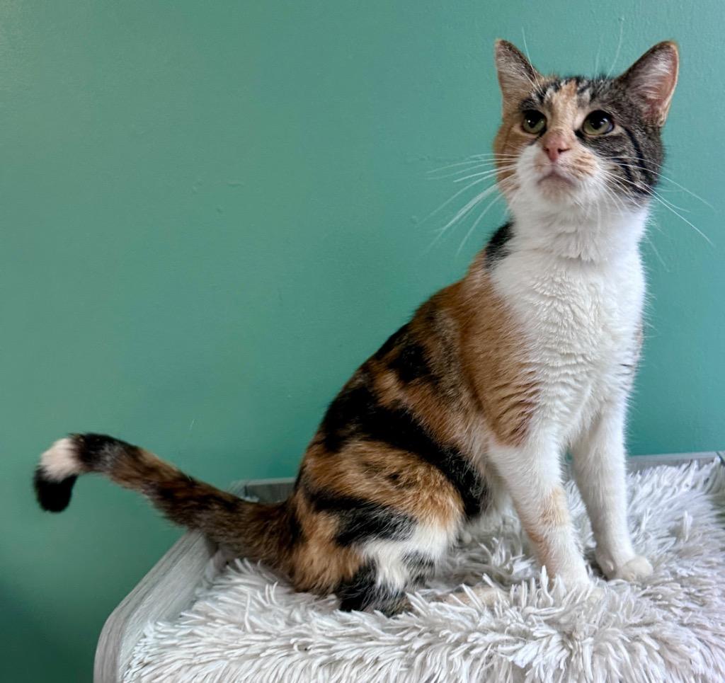 Marti, Adoptable, Young Female Domestic Short Hair.