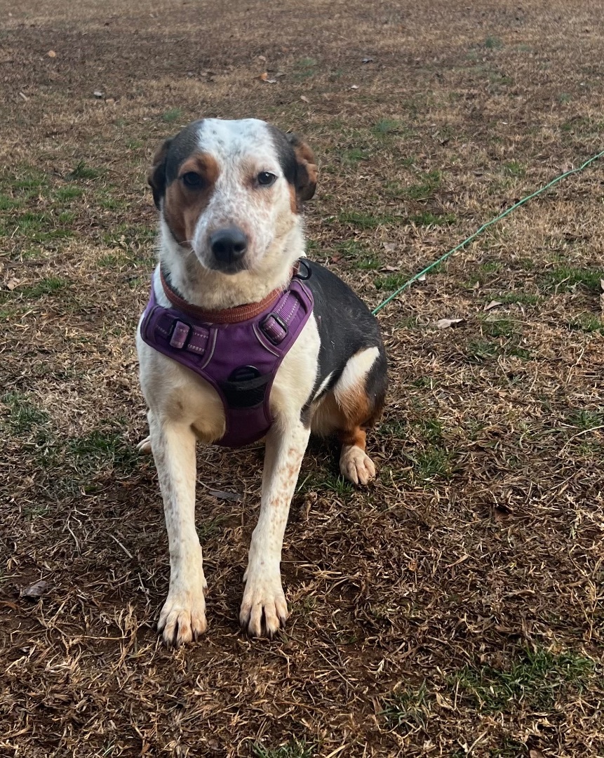 Athena, an adoptable mixed breed in Woodruff, SC image 4/5
