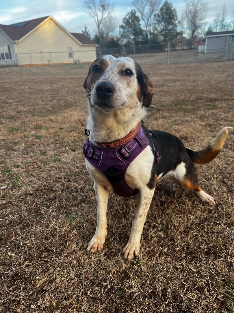 Athena, an adoptable mixed breed in Woodruff, SC image 2/5