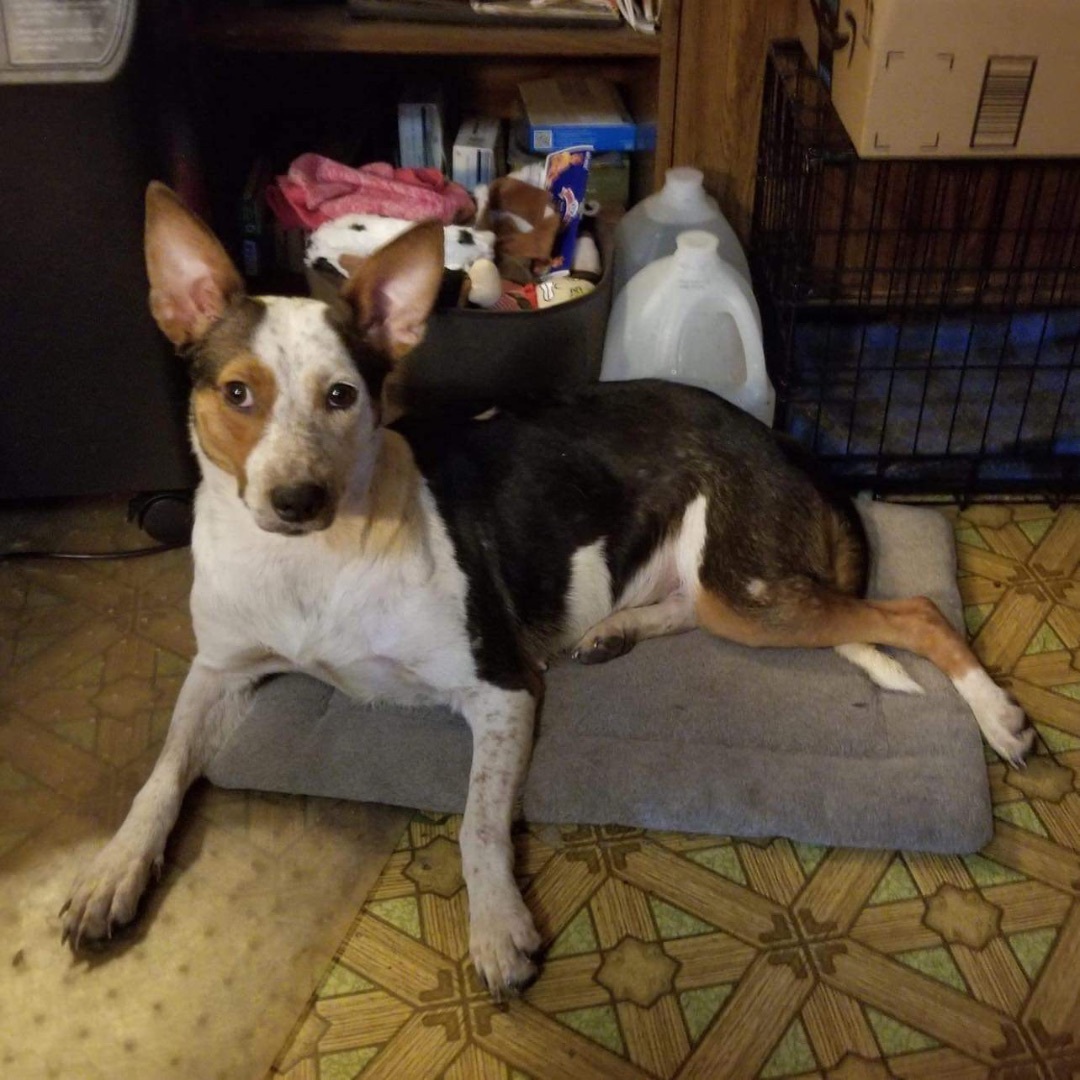 Athena, an adoptable mixed breed in Woodruff, SC image 5/5