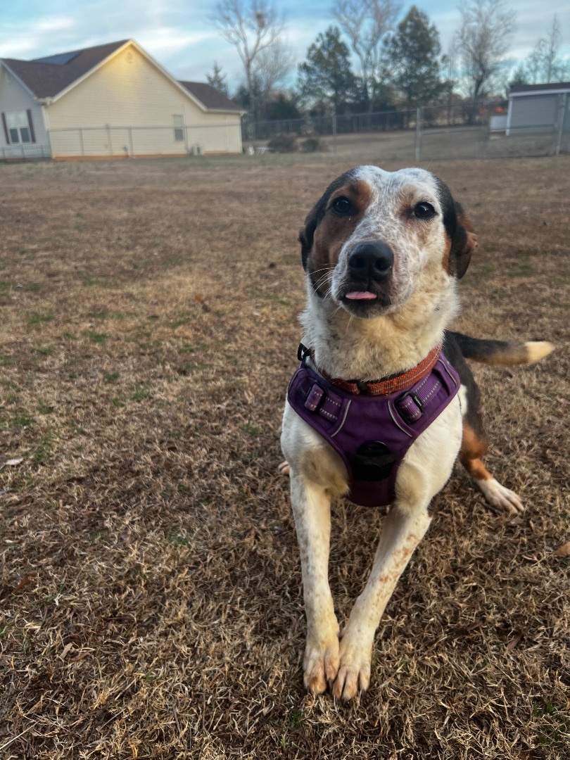 Athena, adoptable, Adult Female Cattle Dog.