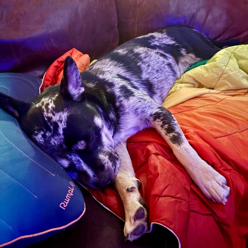 Larry, Adoptable, Young Male German Shepherd Dog & Mixed Breed.