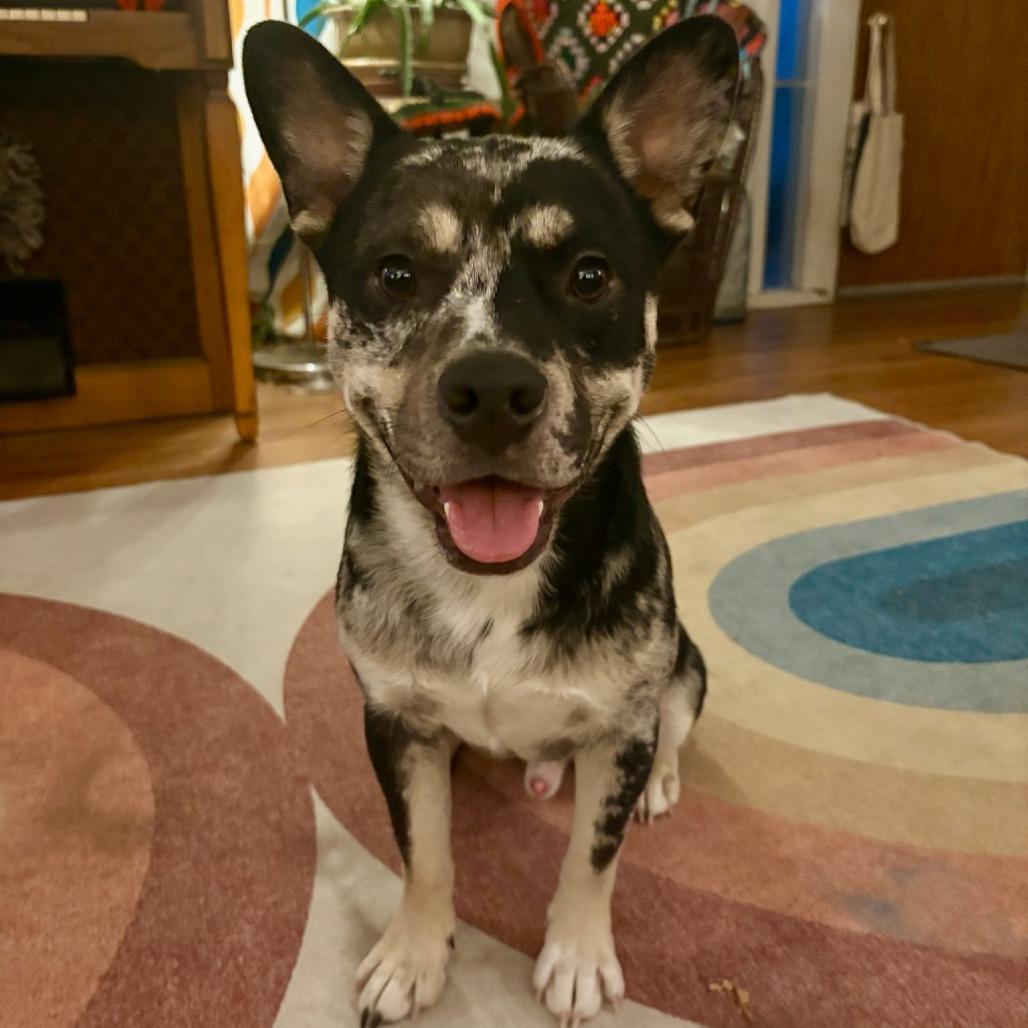 Larry, a Adoptable mixed breed in Fayetteville, AR image 2/5
