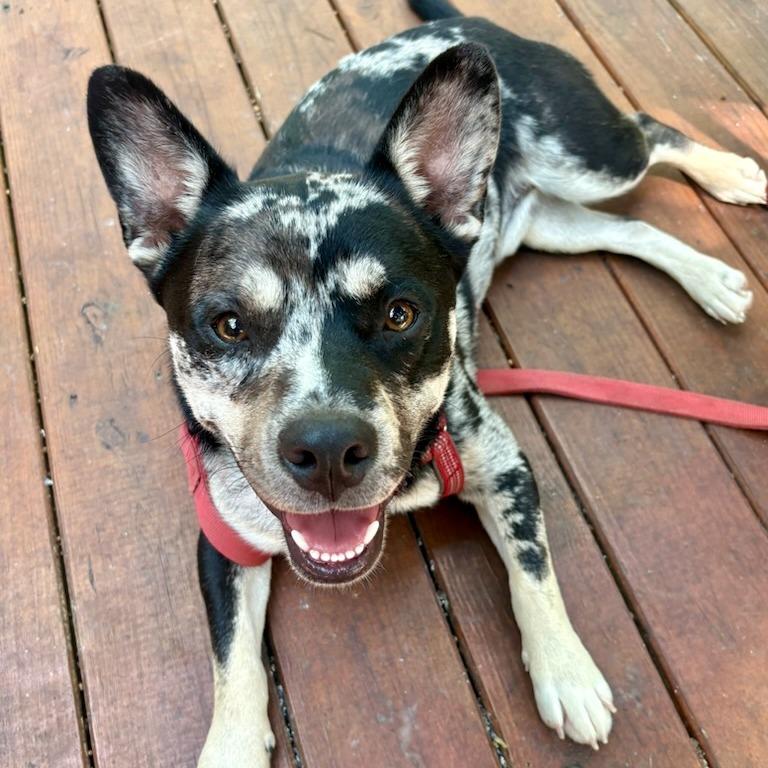 Larry, a Adoptable mixed breed in Fayetteville, AR image 3/5