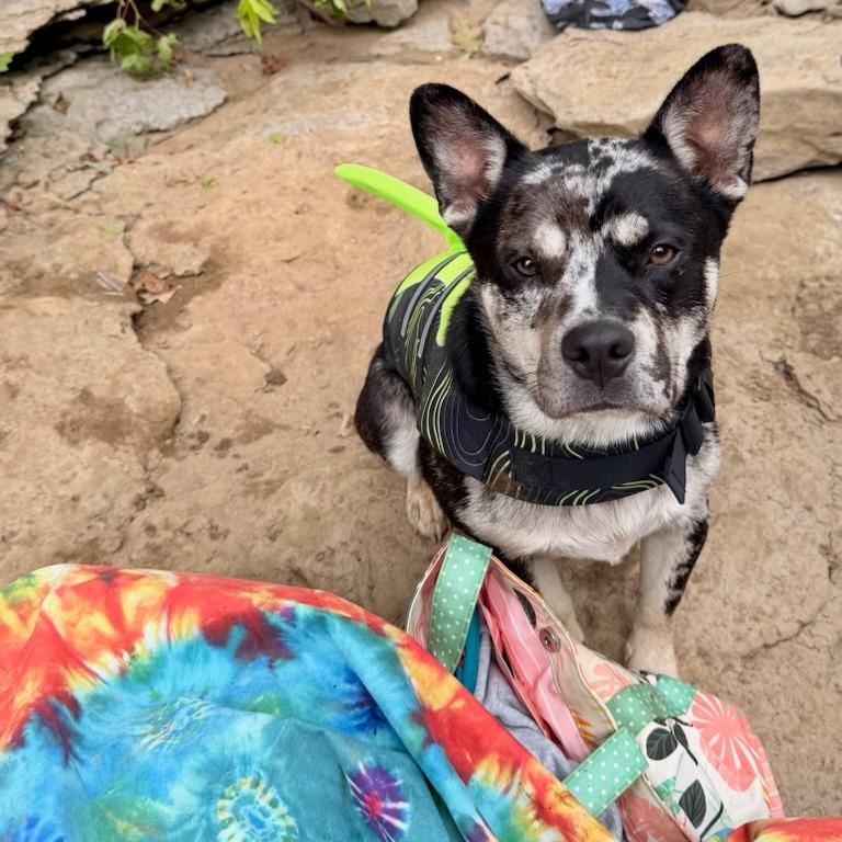 Larry, a Adoptable mixed breed in Fayetteville, AR image 4/5