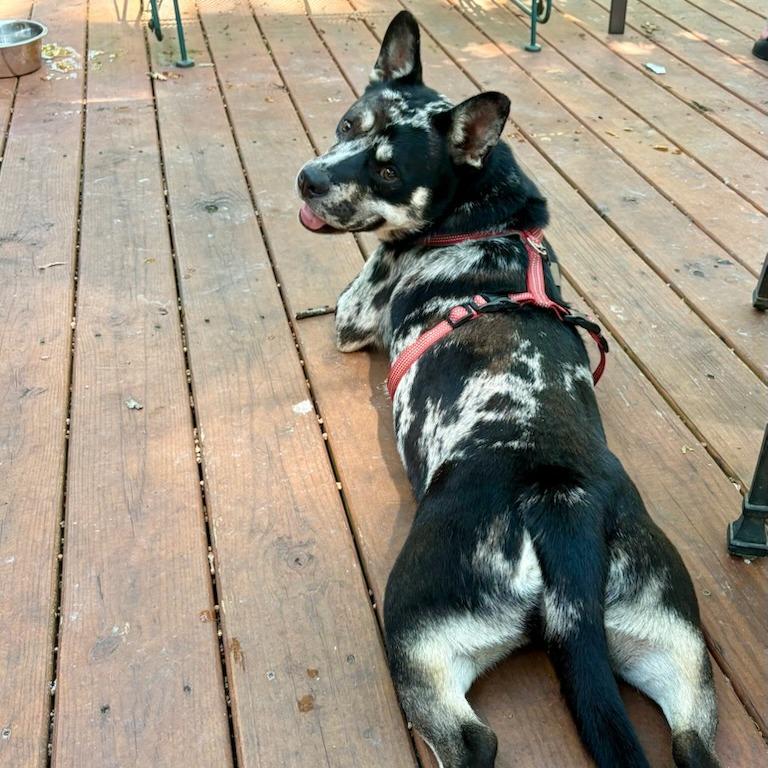 Larry, a Adoptable mixed breed in Fayetteville, AR image 5/5