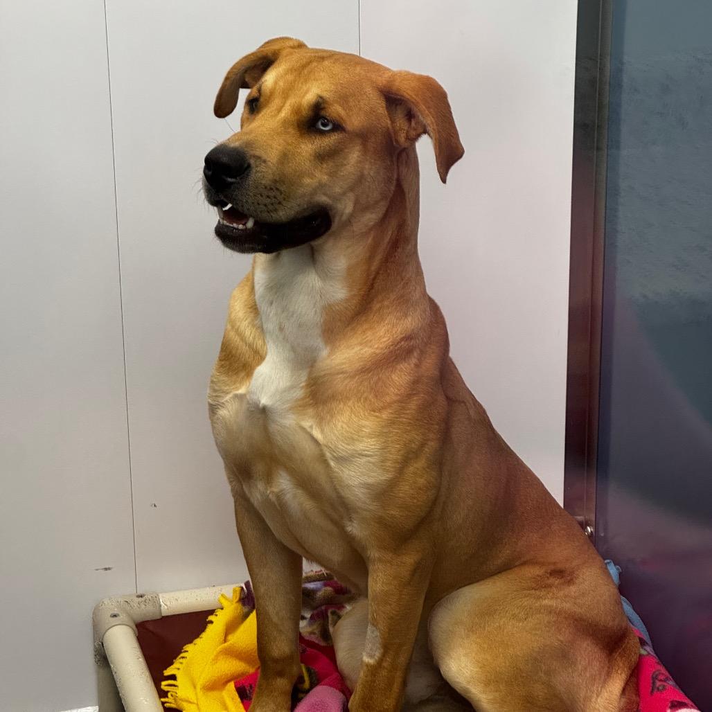 Scooby, Adoptable, Adult Male Anatolian Shepherd & Mixed Breed.