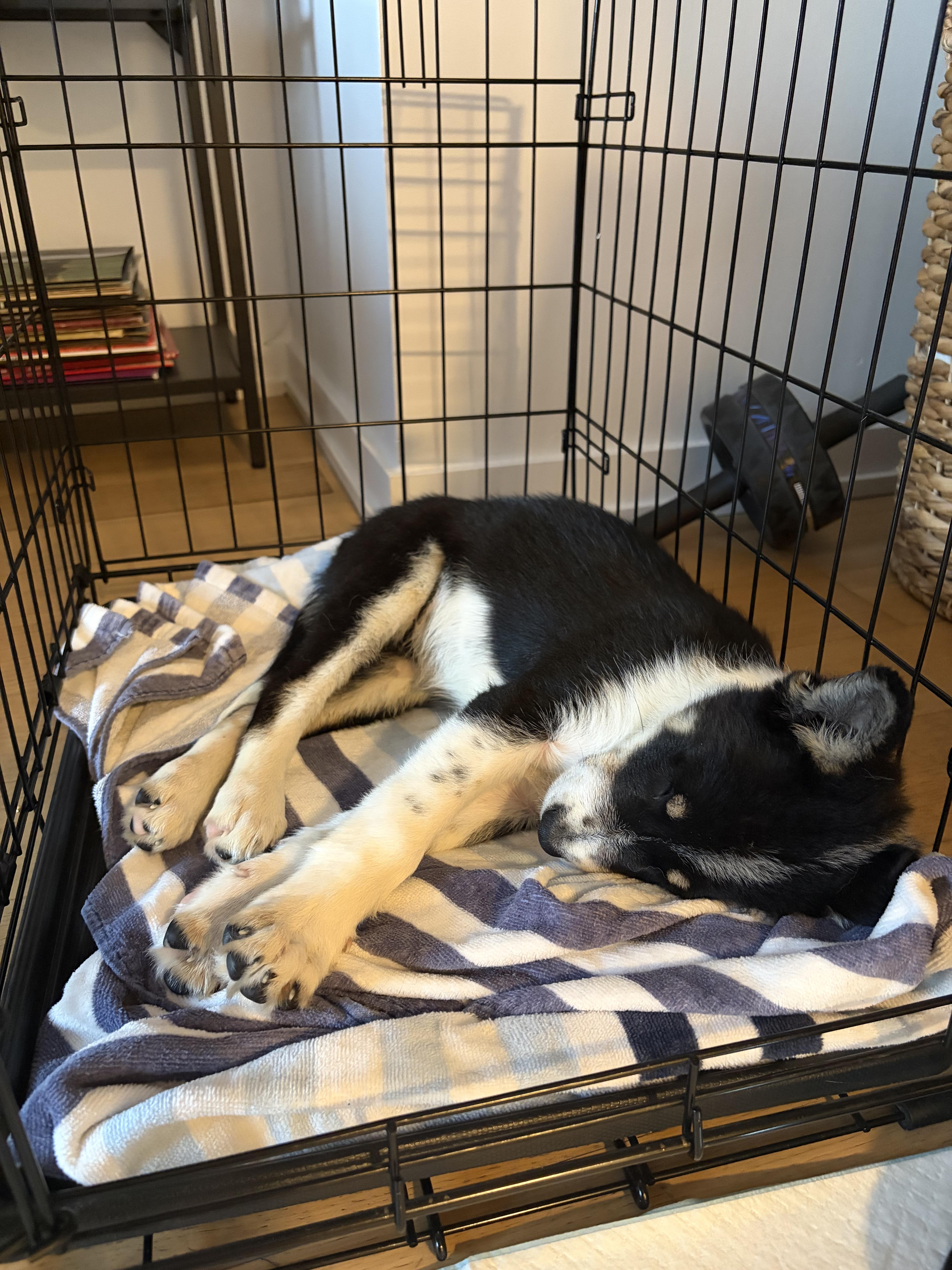 Pippin — thumbnail 3