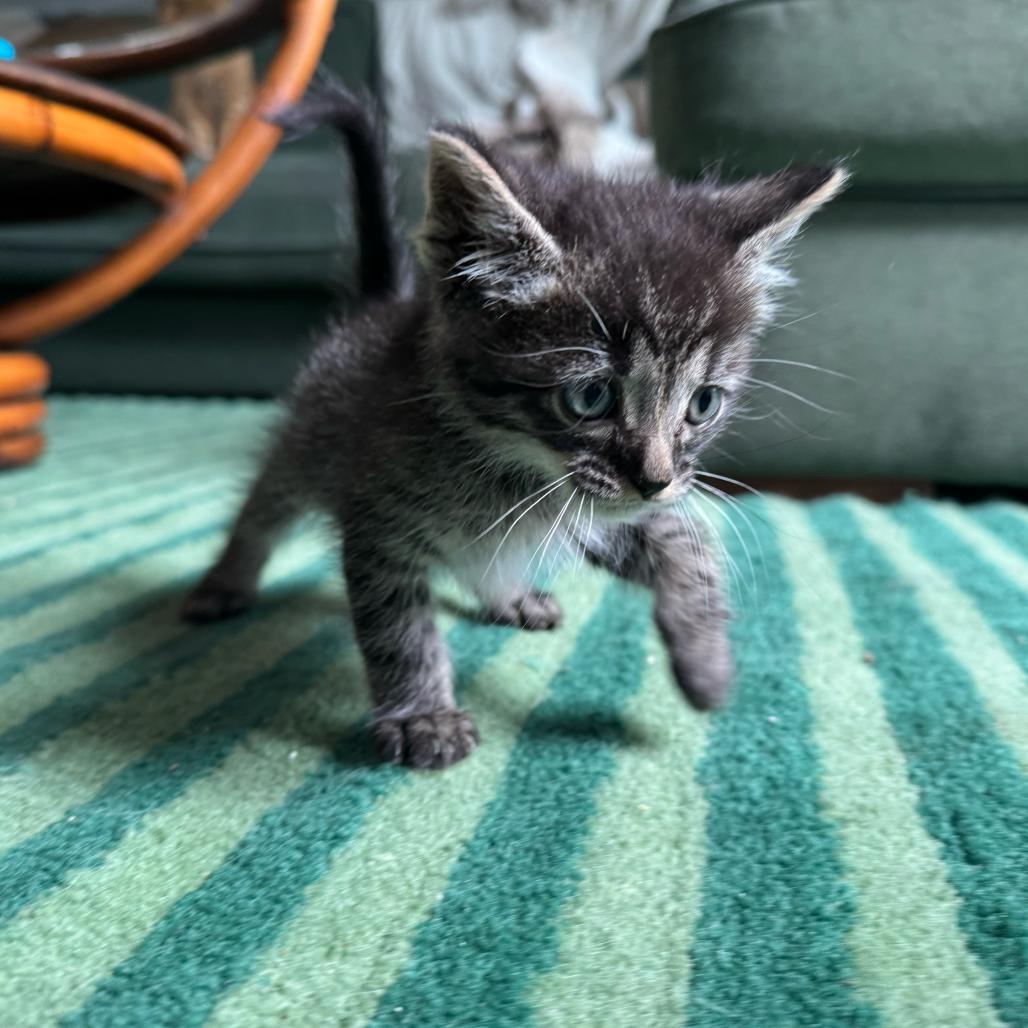 Big Boots, Adoptable, Kitten Male Domestic Short Hair.