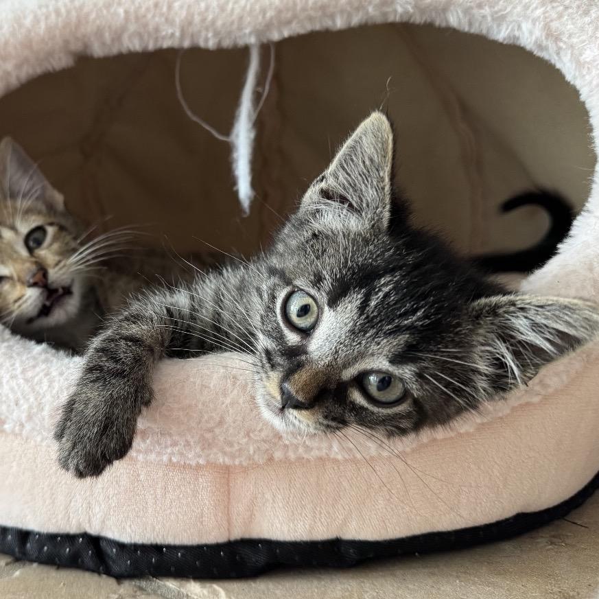 Enlarge Big Boots, a Adoptable Domestic Short Hair in Escondido, CA image 2/6