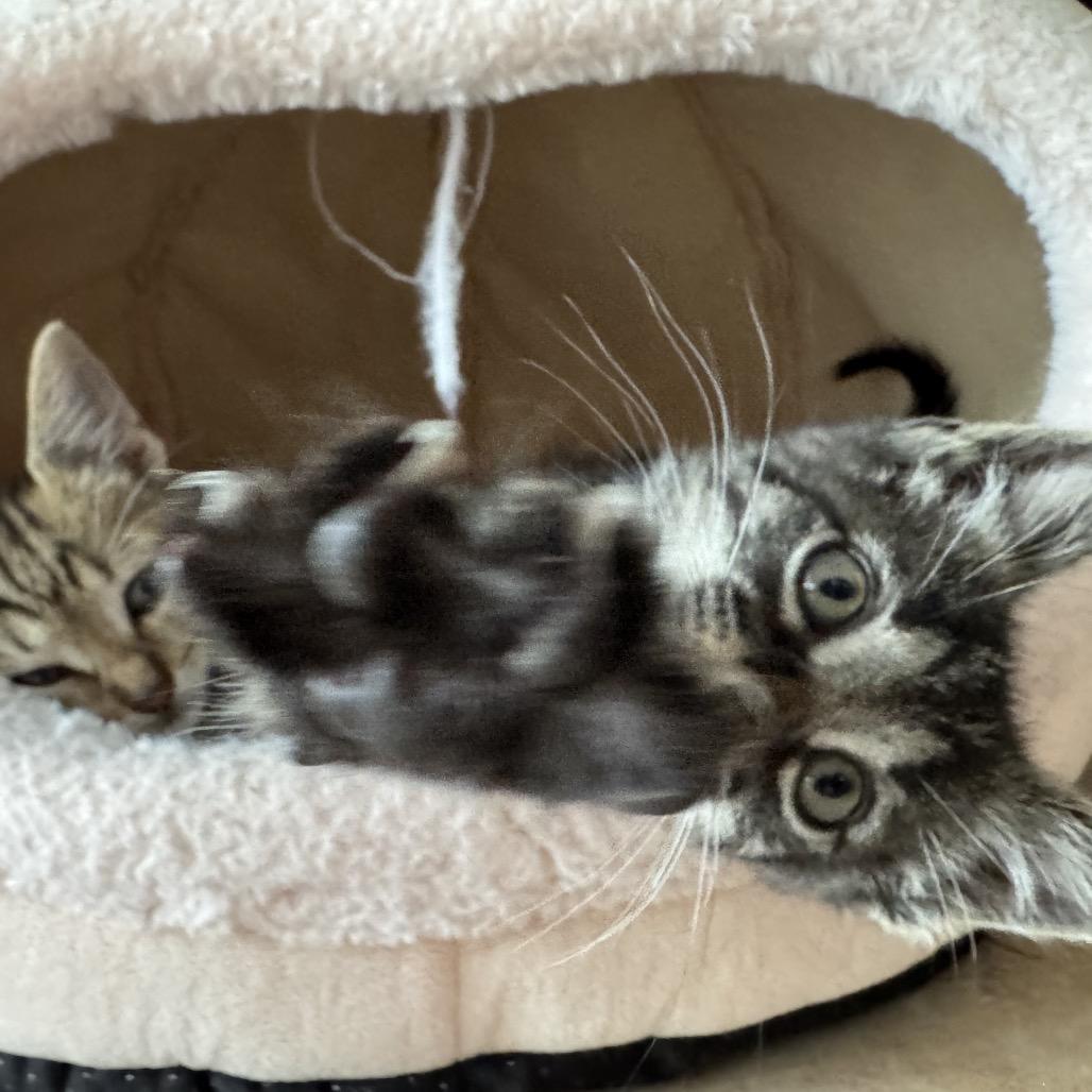 Enlarge Big Boots, a Adoptable Domestic Short Hair in Escondido, CA image 5/6