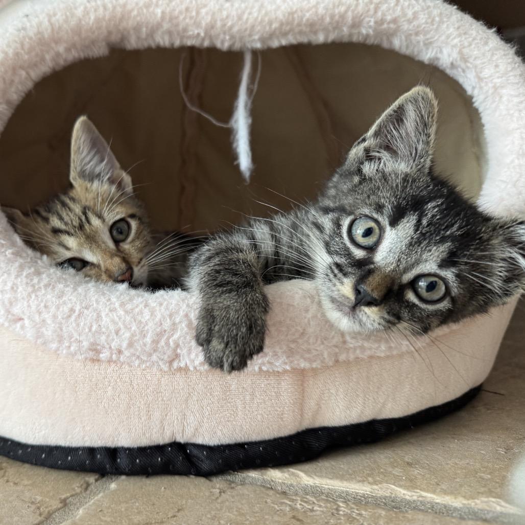 Enlarge Big Boots, a Adoptable Domestic Short Hair in Escondido, CA image 6/6