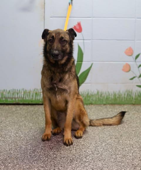 Charlie, Adult Female Shepherd