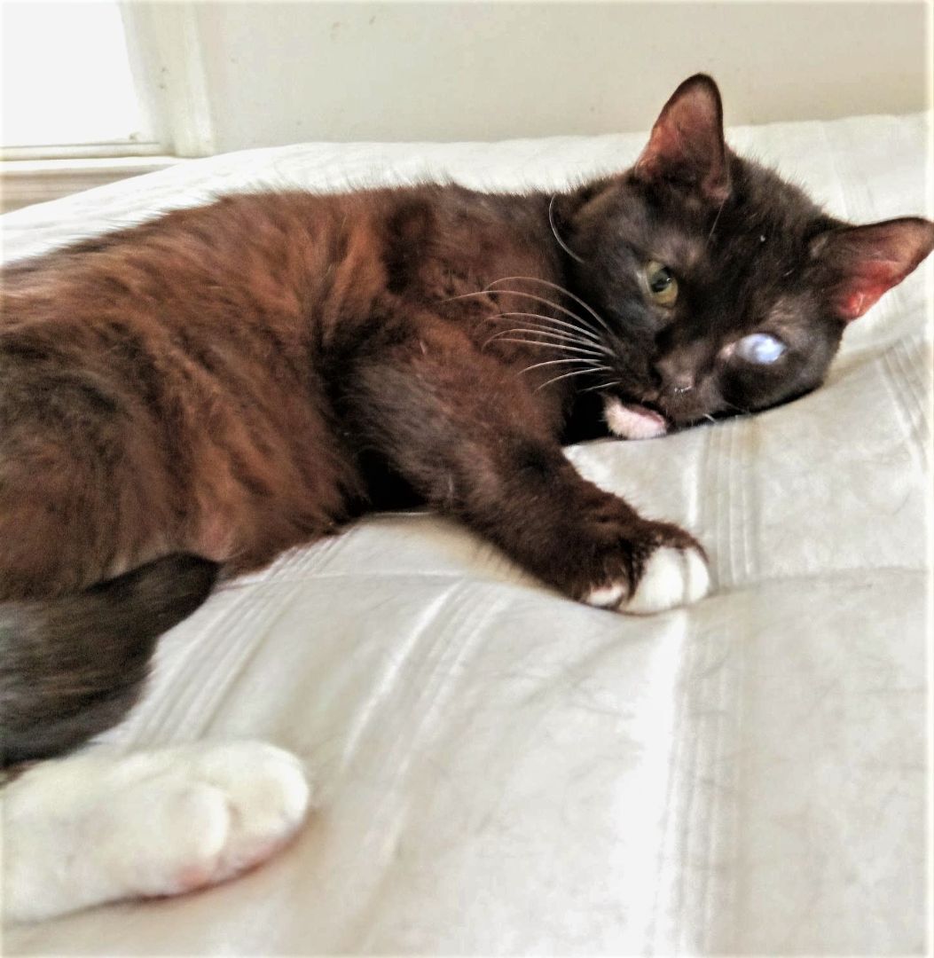 Alita (special needs), a Adoptable mixed breed in Chattanooga, TN image 1/6