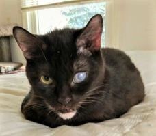 Alita (special needs), a Adoptable mixed breed in Chattanooga, TN image 2/6