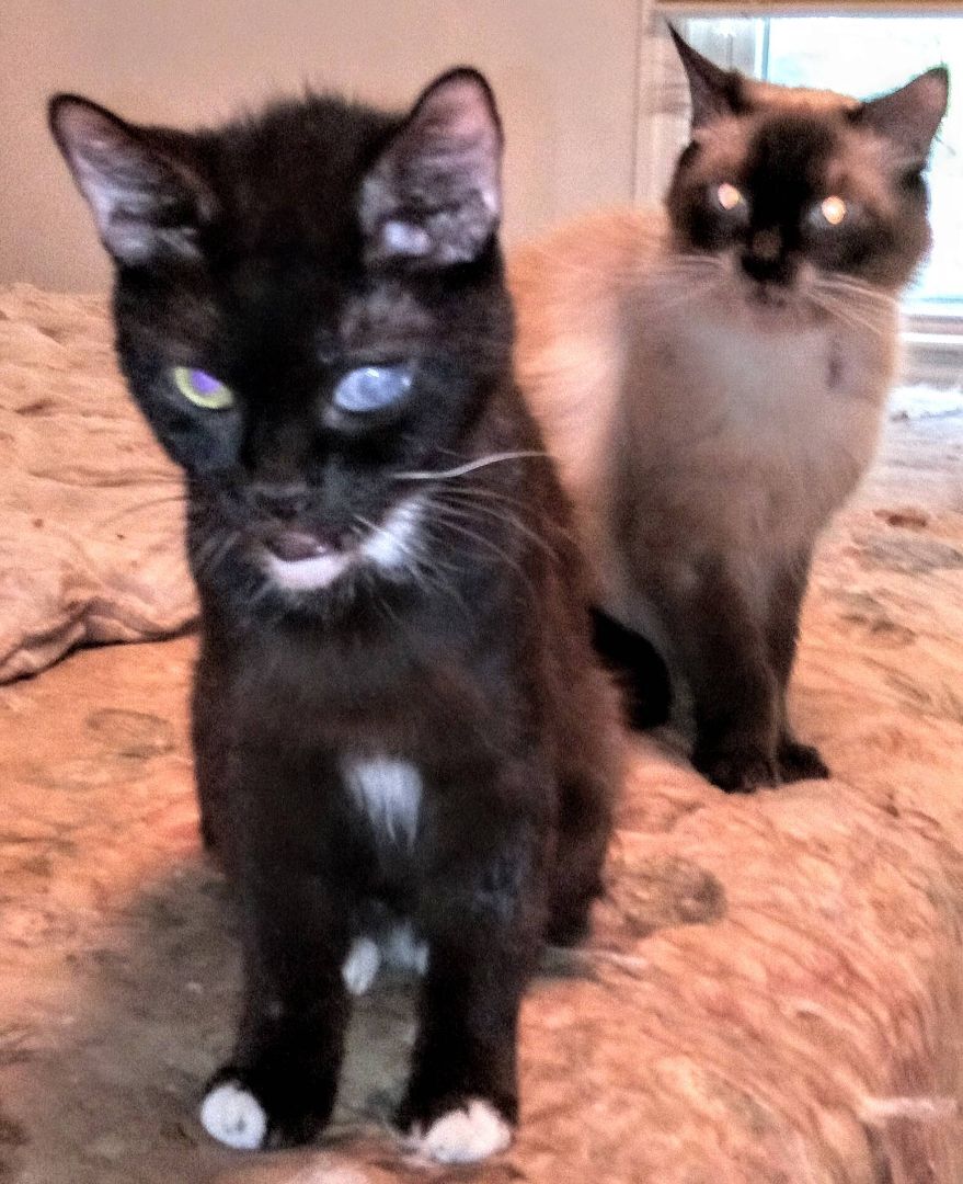 Alita (special needs), a Adoptable mixed breed in Chattanooga, TN image 3/6