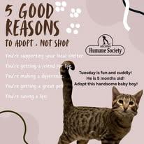 Tuesday, ADOPTABLE, Young Male Domestic Short Hair.