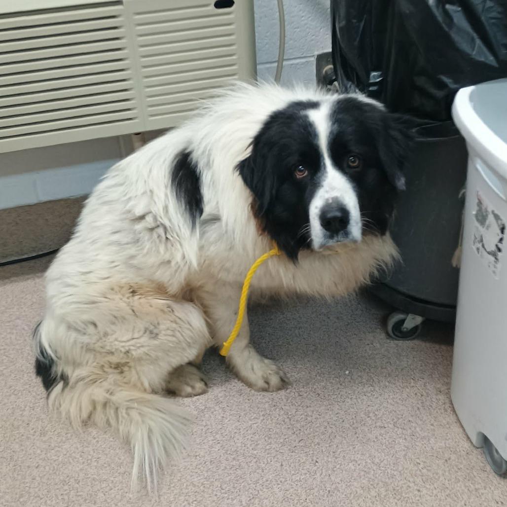 Taco, Adoptable, Adult Male Mixed Breed.