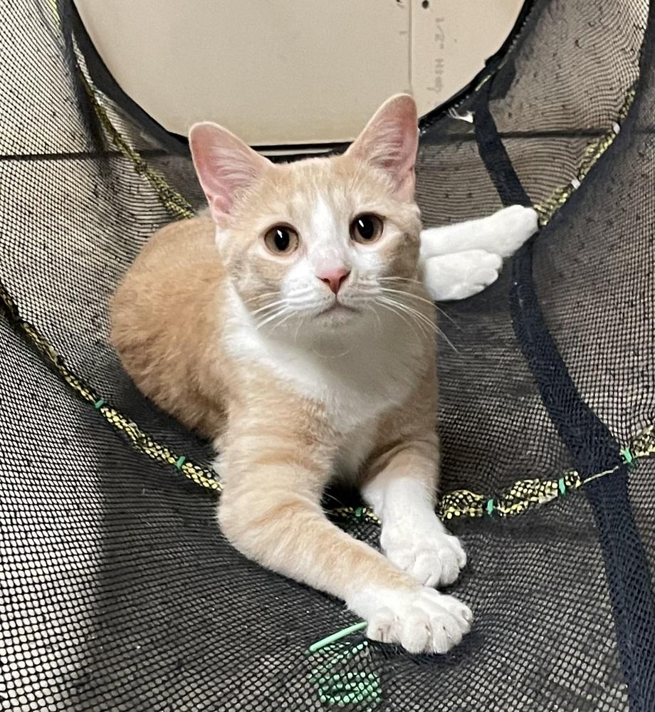 Gemma, Adoptable, Kitten Female Tabby & Domestic Short Hair.