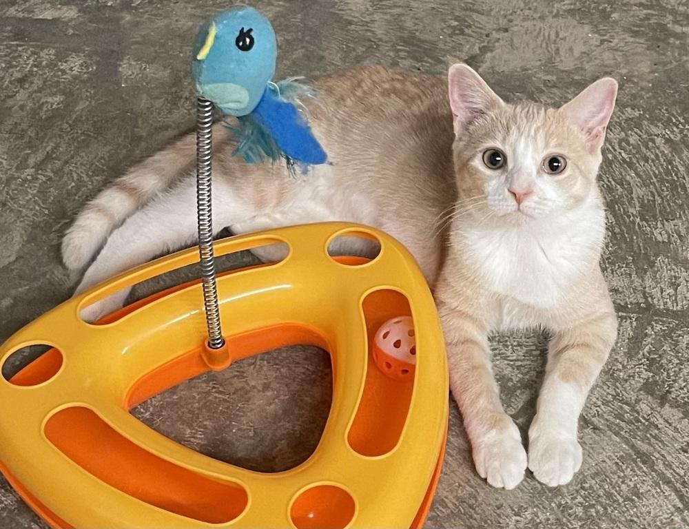 Gemma, a Adoptable mixed breed in Greensboro, NC image 1/6