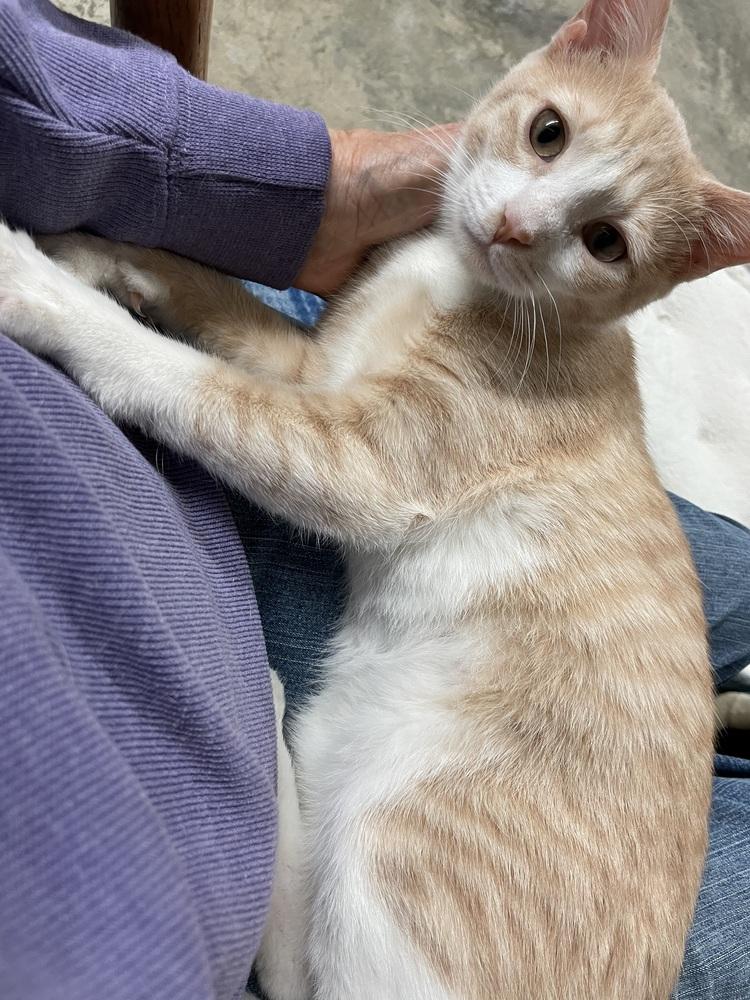 Gemma, a Adoptable mixed breed in Greensboro, NC image 2/6