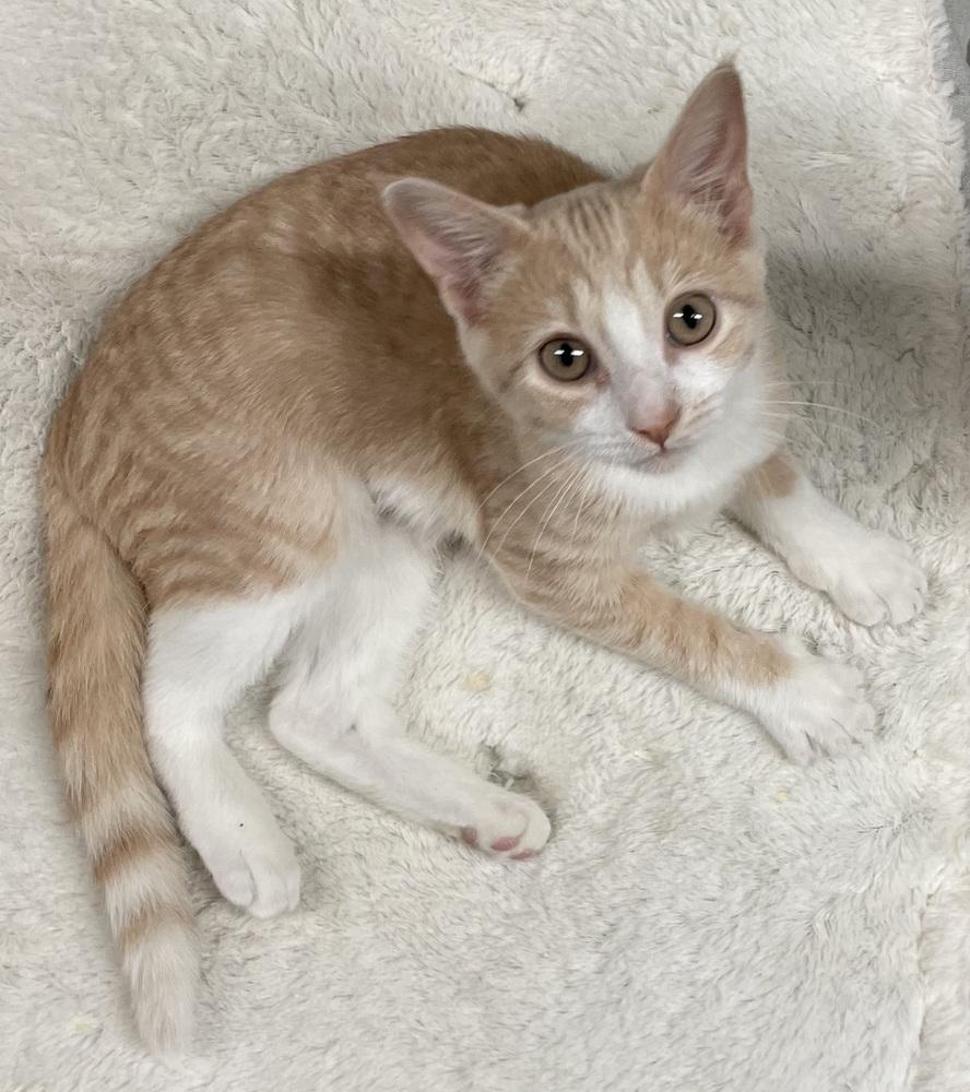 Gemma, a Adoptable mixed breed in Greensboro, NC image 3/6