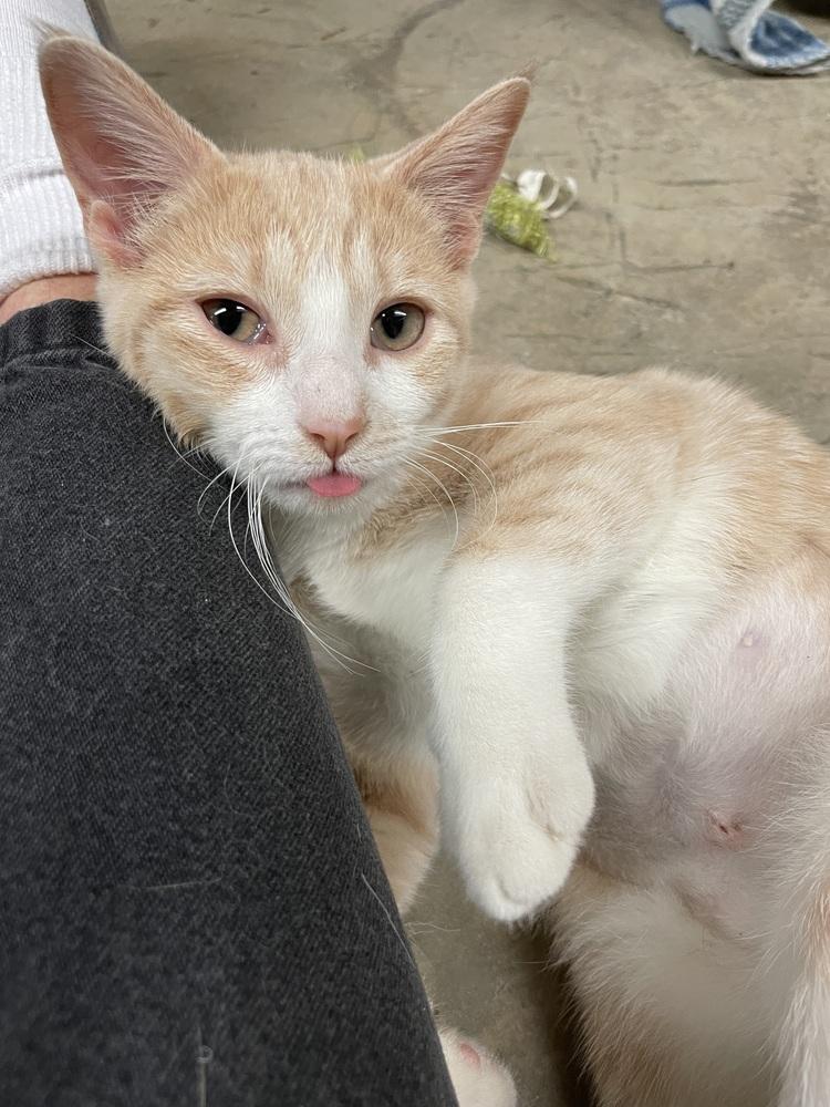 Gemma, a Adoptable mixed breed in Greensboro, NC image 4/6