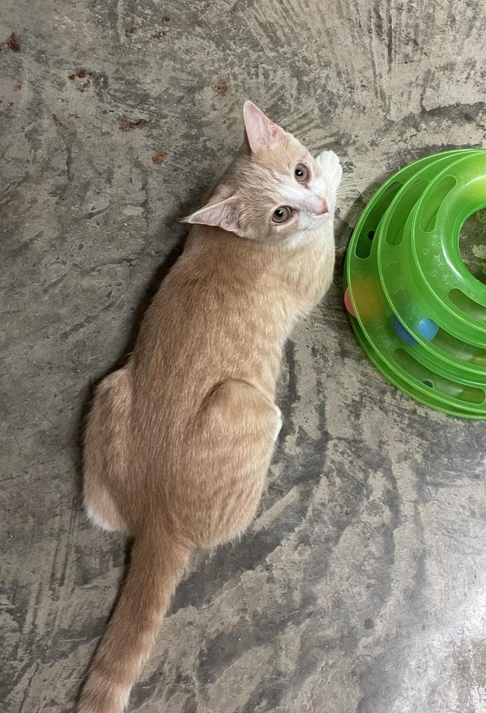 Gemma, a Adoptable mixed breed in Greensboro, NC image 5/6