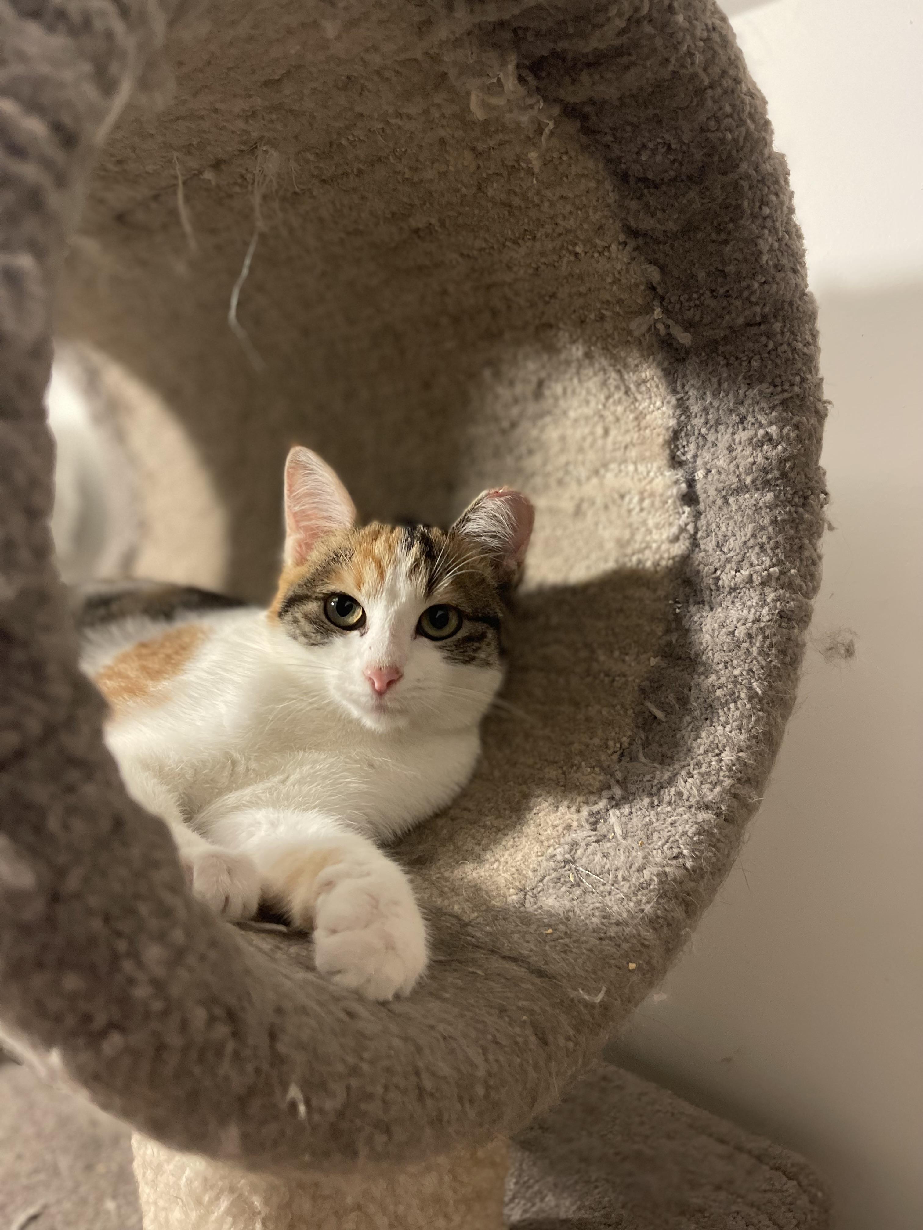 Enlarge Jillian, a Adoptable Domestic Short Hair in Davison, MI image 5/5