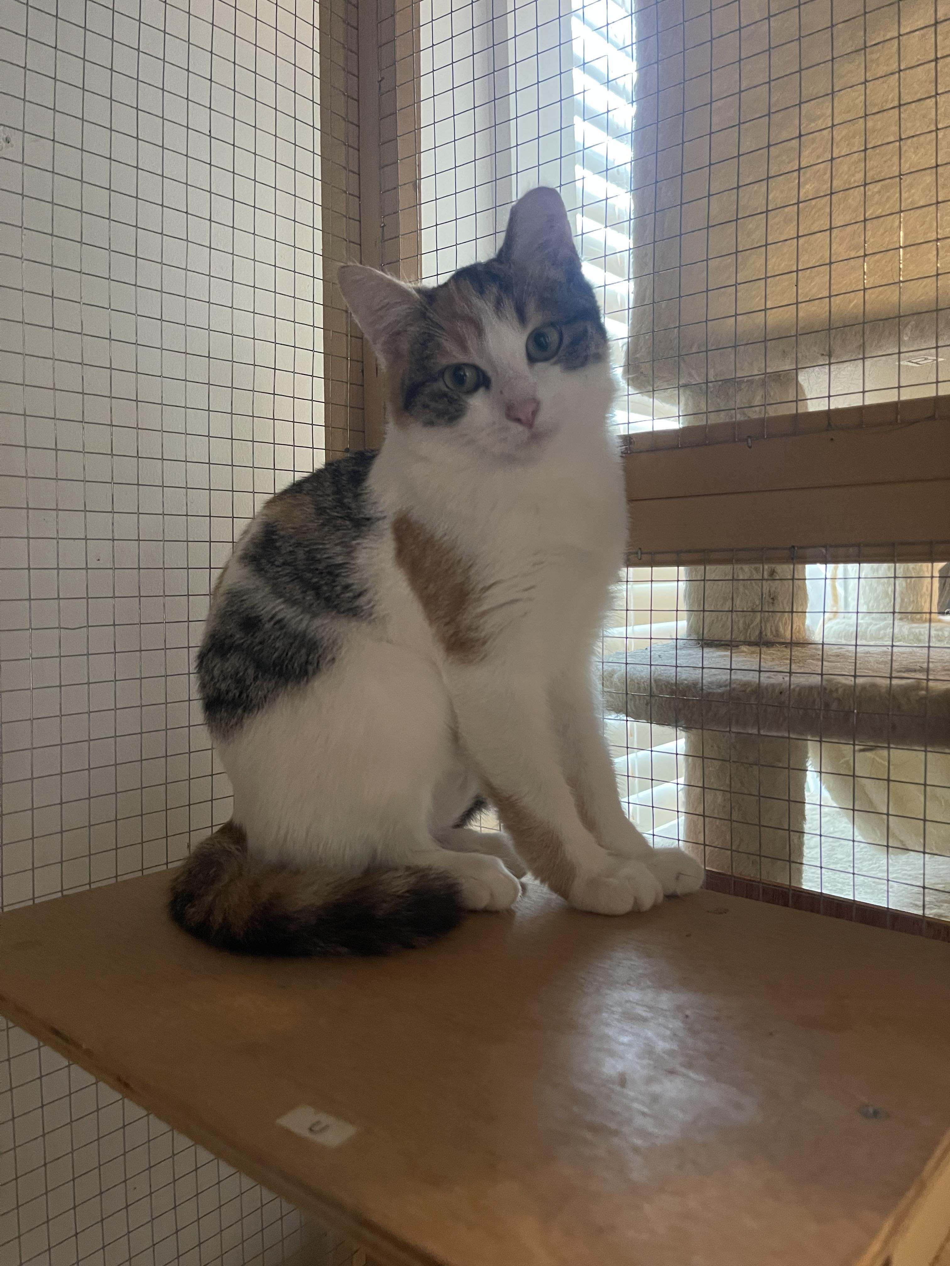 Enlarge Jillian, a Adoptable Domestic Short Hair in Davison, MI image 4/5