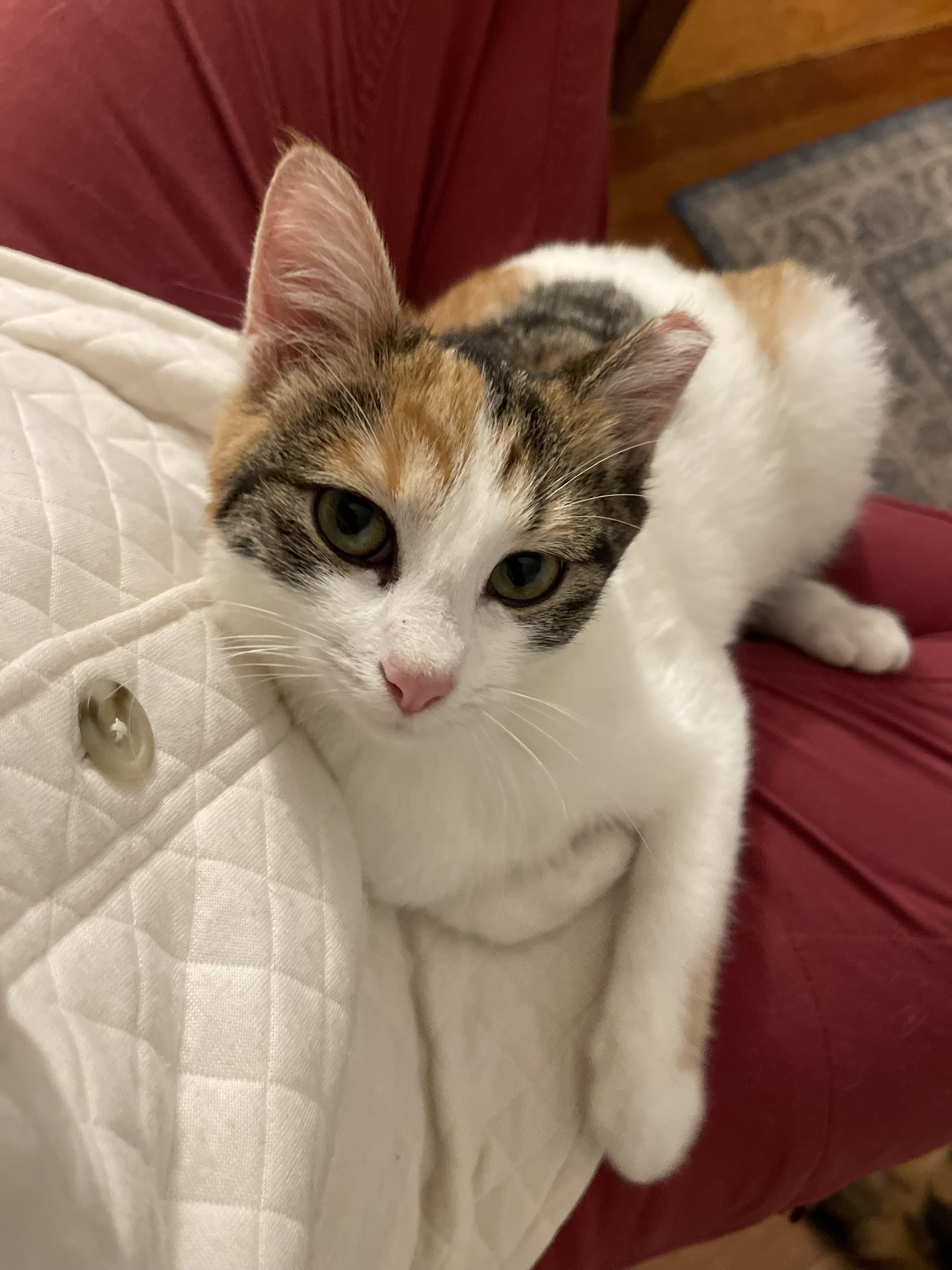 Jillian, Adoptable, Young Female Domestic Short Hair.