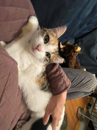 Enlarge Jillian, a Adoptable Domestic Short Hair in Davison, MI image 3/5