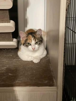 Enlarge Jillian, a Adoptable Domestic Short Hair in Davison, MI image 2/5