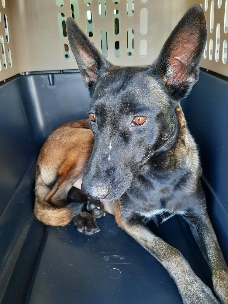 Enlarge Bonnie Bell in New Mexico, a Adoptable Belgian Shepherd / Malinois in Santa Fe, NM image 1/6